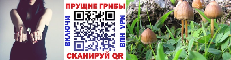 Псилоцибиновые грибы Psilocybine cubensis  Купить закладки  Остров 